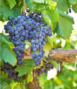 Grapes on the vine